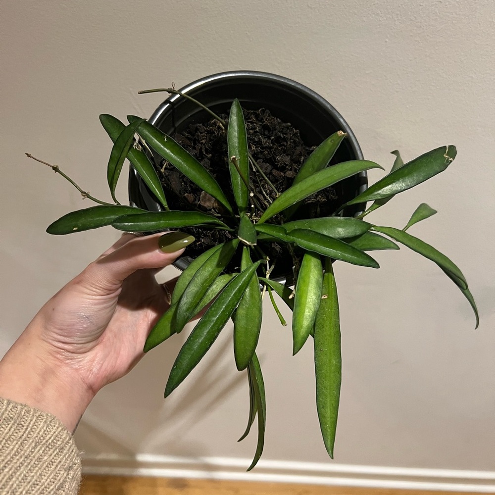 hoya bundle - reserved